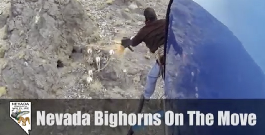 Screenshot of video Bighorns on the move
